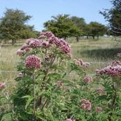 Eupatorium cannabinum