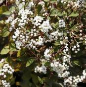 Eupatorium rugosum Chocolate
