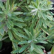 Euphorbia x martini Ascot Rainbow