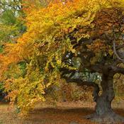 Fagus grandifolia