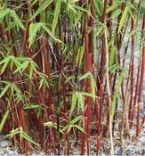 Fargesia scabrida Asian Wonder