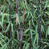 Fargesia nitida Blackpearl