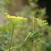 Fennel, green