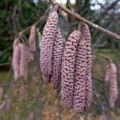 Filbert - Corylus maxima Purpurea