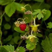 Fragaria vesca - Wild Strawberry