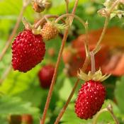 Fragaria vesca Alexandria - Alpine Strawberry