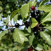 Frangula alnus - Alder Buckthorn