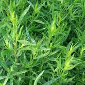 Tarragon, french