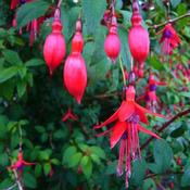 Fuchsia Riccartonii - Red Fuchsia