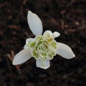 Galanthus nivalis Flore Pleno - Double Snowdrop