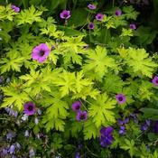 Geranium Anne Thomson