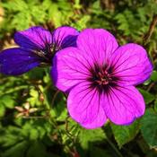 Geranium Ann Folkard image
