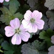 Geranium Dusky Rose image