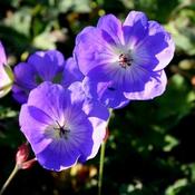 Geranium Rozanne AGM