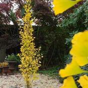 Ginkgo biloba Menhir
