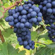 Grape Boskoop Glory - Indoor or Outdoor, Almost Seedless