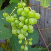 Grape Himrod - Indoor or Outdoor Almost Seedless