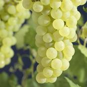 Grape Vroege van der Laan, Indoor or Outdoor, Seeded