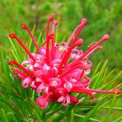 Grevillea rosmarinifolia Canberra Gem image