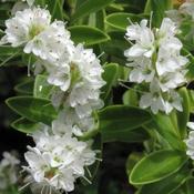 Hebe vernicosa