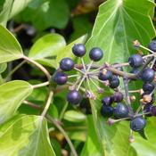 Hedera hibernica