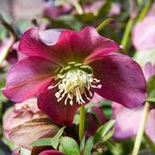 Helleborus x hybridus Lady Series image