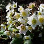 Helleborus niger