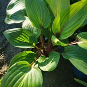 Hosta Purple Heart