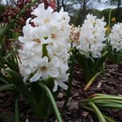 Hyacinthus orientalis White Pearl
