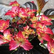 Hydrangea macrophylla Dark Angel image