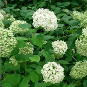 Hydrangea arborescens Annabelle