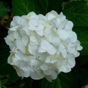 Hydrangea macrophylla Mme Emile Mouillere image