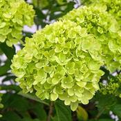 Hydrangea paniculata Little Lime®