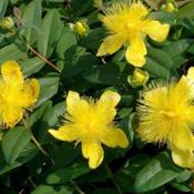 Hypericum calycinum