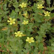 Hypericum elodes - Marsh St John's-wort image