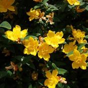 Hypericum x hidcoteense Hidcote