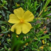 Halimium libanotis