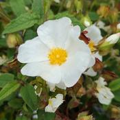Cistus × corbariensis