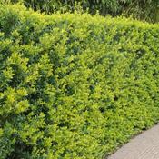 Ilex crenata Jenny - Japanese Holly