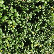 Ilex crenata Convexa - Japanese Holly