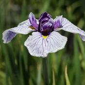 Iris ensata (Iris kaempferi)