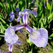 Iris hookeri