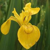 Iris pseudacorus - Yellow Flag