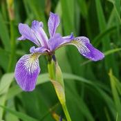 Iris versicolor - Blue Flag Iris