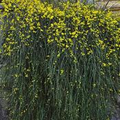 Jasminum nudiflorum