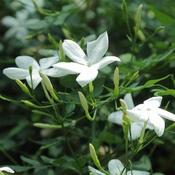 Jasminum officinale