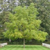Juglans nigra - Black Walnut