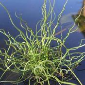 Juncus effusus var. spiralis - Corkscrew Rush