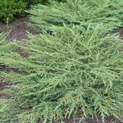 Juniperus communis Green Carpet image