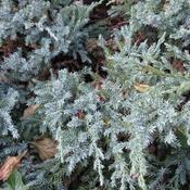 Juniperus squamata Blue Carpet